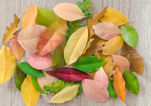 �1307816 �������(a): ����������:4627x3239